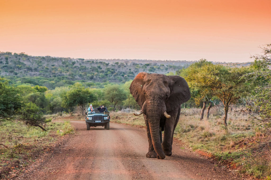 South Africa Elephant Safari