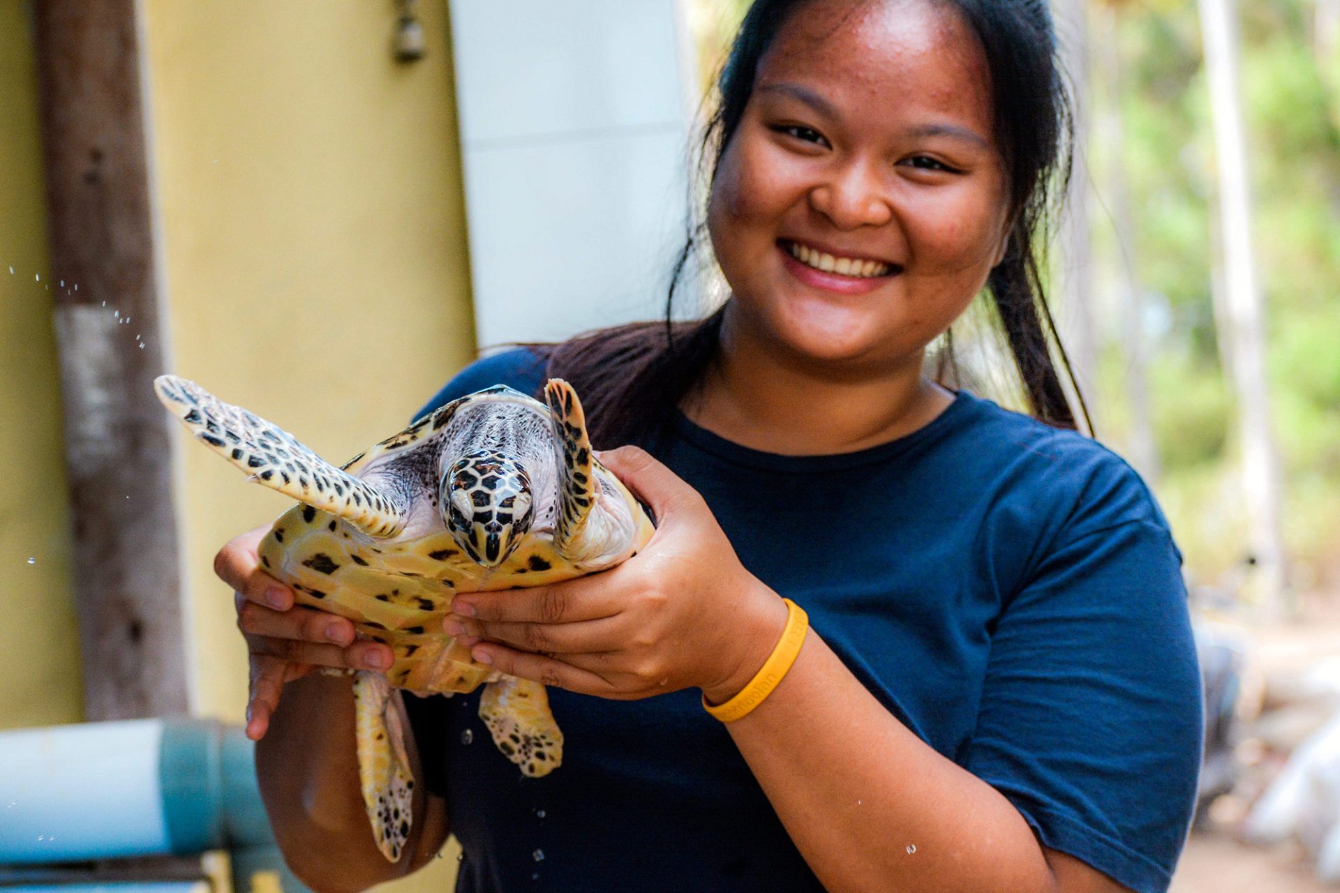 Turtle Conservation Projects Abroad