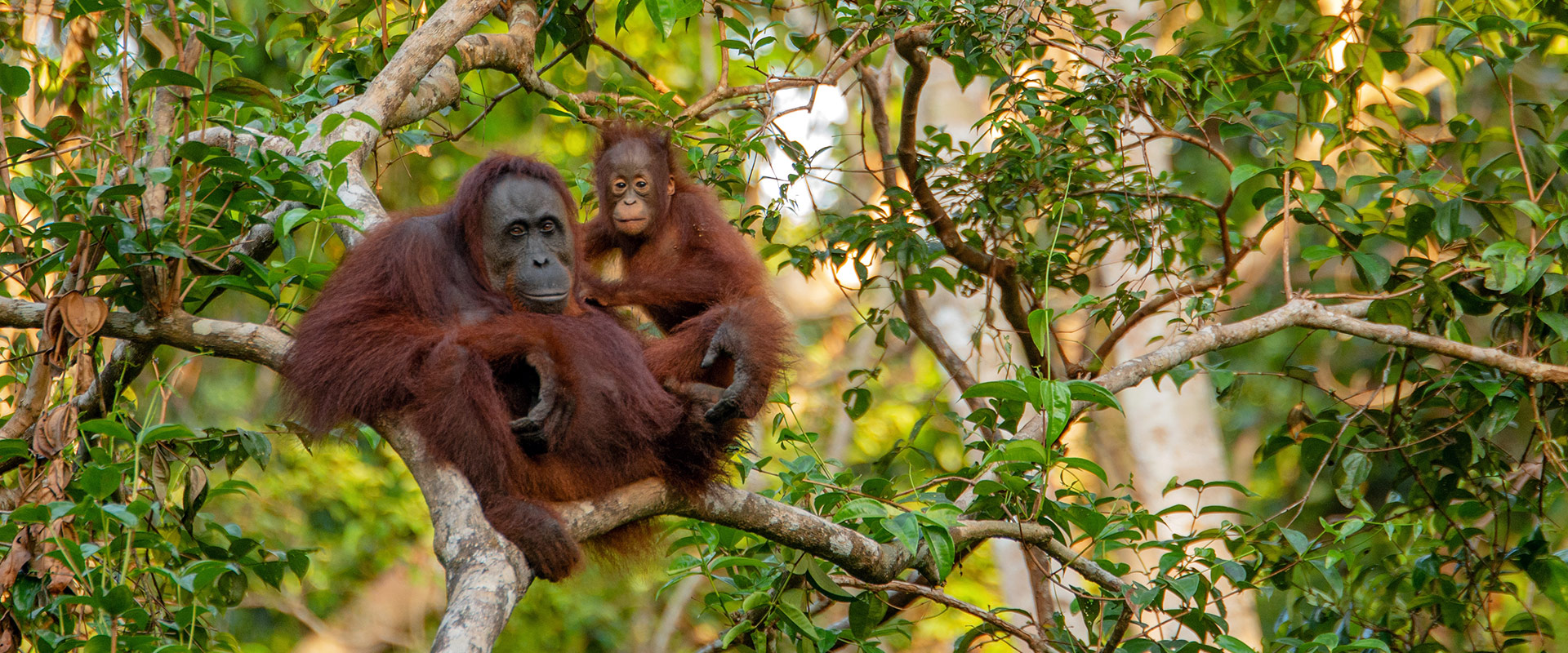 Orangutan Experiences in Borneo