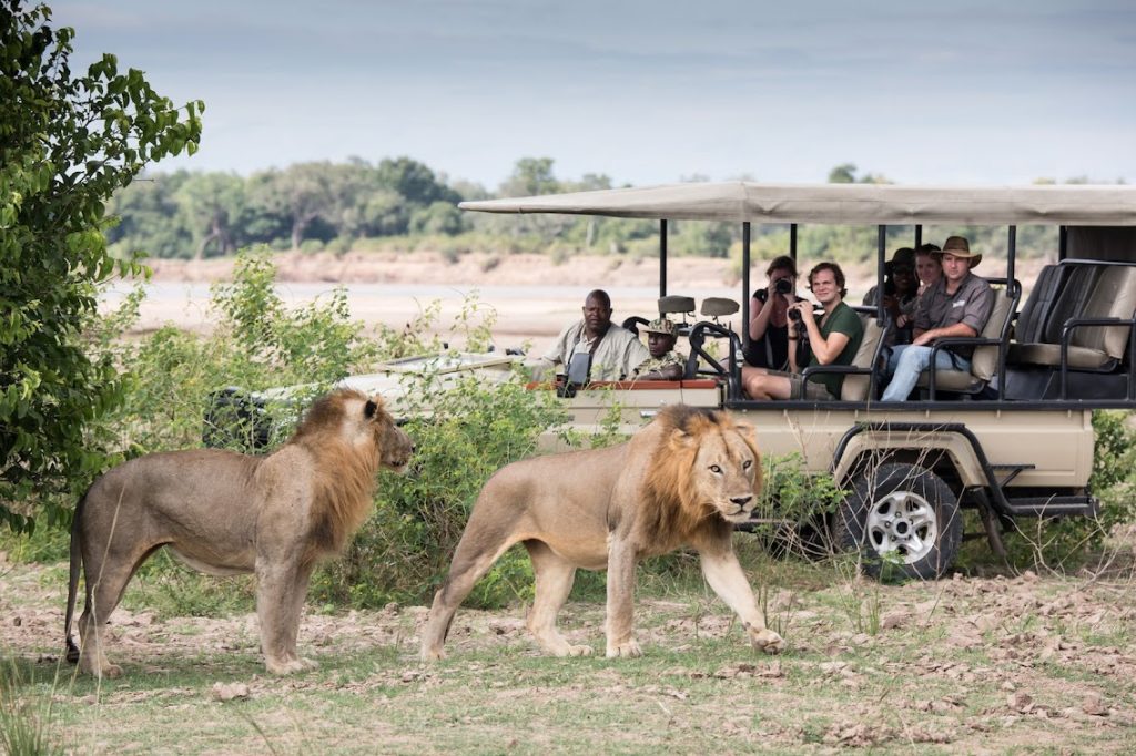 Get up close to wildlife