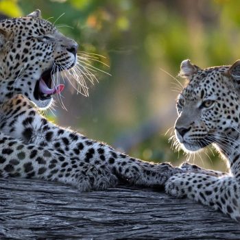 23tuludi_-_leopard_sightings