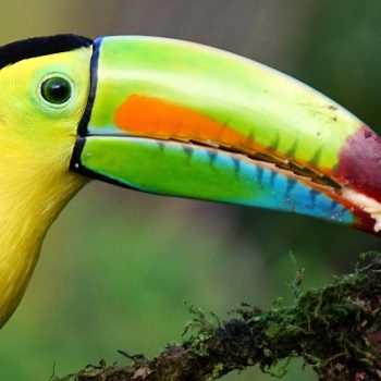 keel-billed-toucan-1021048